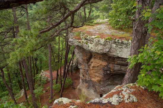 Ozark-St. Francis National Forests